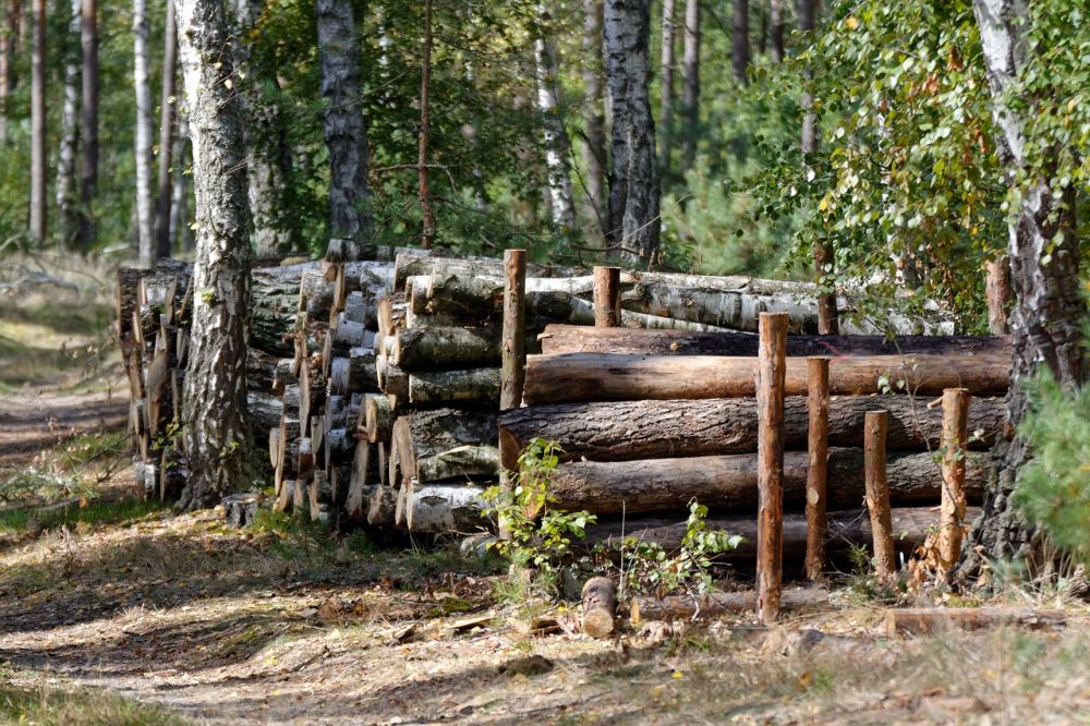 Trädfällning i Jönköping: Professionell hjälp för ett säkert resultat