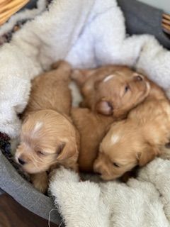 Maltipoo  en liten sällskapshund med stor personlighet